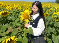 Cánh đồng hướng dương nở rộ sắc vàng “hút” khách check in