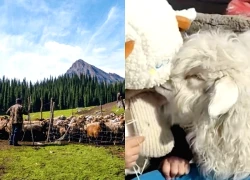 10 triệu người xem con cừu 'drama queen' Trung Quốc giả chết