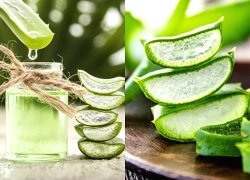 Loại cây ví như 'thần dược' cho sức khỏe, hóa ra người Việt lại chỉ trồng làm cảnh