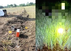 Ba người thương vong vì dính bẫy chuột bằng điện