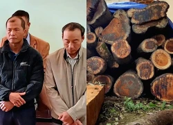 Ba nhân viên bảo vệ rừng nhận tiền, "bật đèn xanh" cho lâm tặc phá rừng