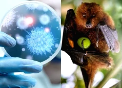 Bộ Y tế hoả tốc nhắc các cơ sở khám chữa bệnh chủ động phòng chống bệnh do virus Nipah