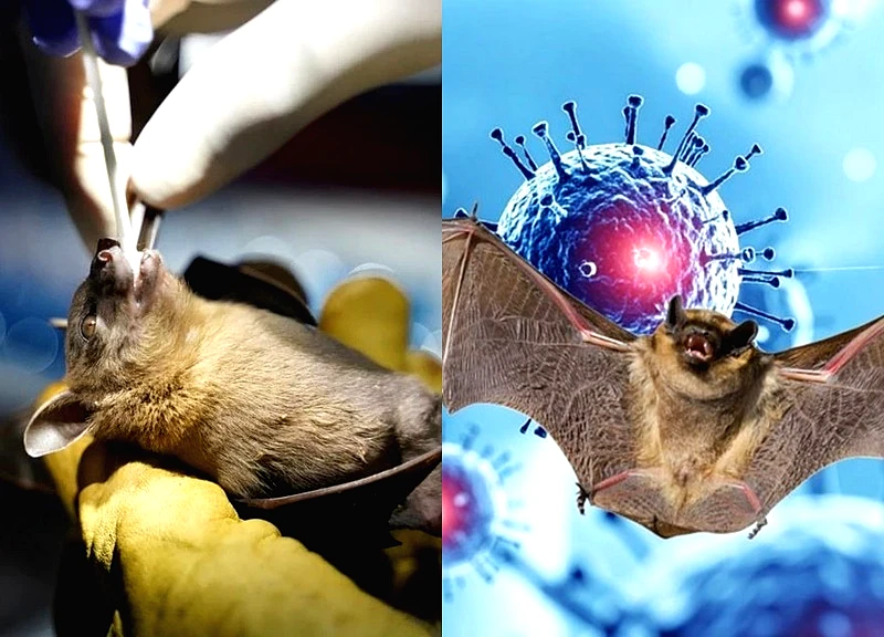 Chuyên gia Israel cảnh báo nguy cơ từ virus Nipah