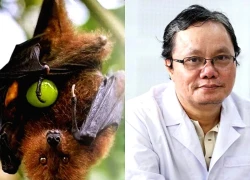 Chuyên gia khuyến cáo cách phòng, chống bệnh do virus Nipah