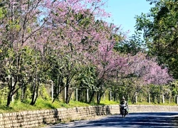 Đà Lạt nhuộm sắc hồng: Những cung đường ngắm mai anh đào đẹp nhất Xuân 2026