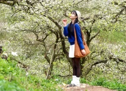 Đắm chìm trong sắc trắng miên man ở cao nguyên Mộc Châu