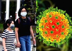 Dịch do virus Nipah nguy hiểm nhưng người dân không nên hoang mang