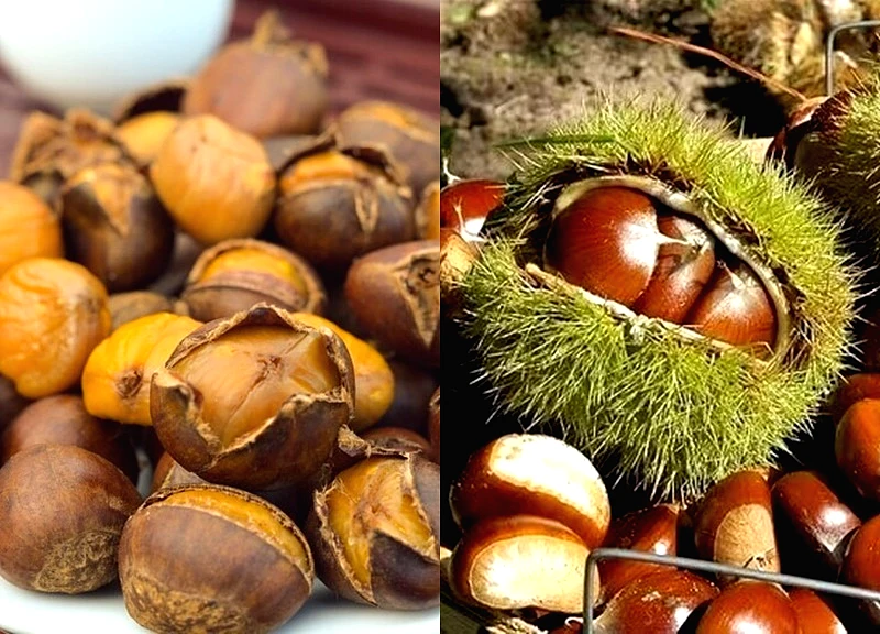 Hạt dẻ: Món ăn vặt quen thuộc nhưng lợi ích không ngờ