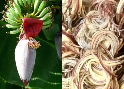 Hoa chuối - từ món ăn 'cứu đói' đến bài thuốc quý