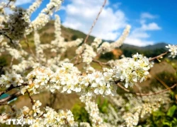 Hoa mận trắng tinh khôi hút khách ở vùng cao Púng Luông