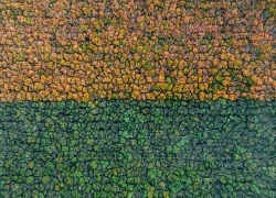 Mê mẩn sắc vàng cam rừng cao su ở Tây Ninh mỗi độ thay lá