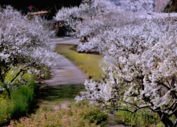 Mộc Châu trắng xóa mùa hoa mận: 5 tọa độ check-in đẹp nhất hiện nay