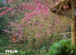Mùa hoa anh đào xóm Mừng - điểm hẹn du lịch gắn với bảo tồn văn hóa Mường