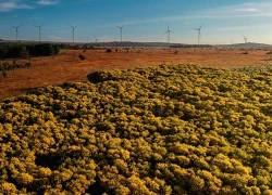 Mùa hoa keo lá tràm nhuộm vàng Phan Thiết, hút du khách check-in
