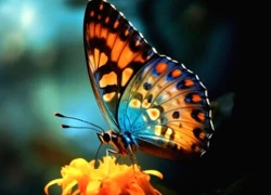 Ngày sinh Âm lịch của người kiếm tiền lặng lẽ nhưng rất chắc tay, âm thầm giàu có không ai biết