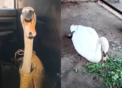 Người mua thiên nga trắng ở Thảo cầm viên Sài Gòn có thể bị xử lý ra sao?