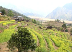 Ô Quy Hồ mở cửa mây, rẻo cao Lai Châu thức giấc cùng du lịch xanh