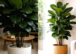 Ông bà dặn: Cây này tuyệt đối không đặt giữa nhà, nhiều người vẫn vô tư trồng rồi than "tiền vào bao nhiêu cũng trôi"