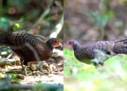 Vào rừng bắt một con gà tiền mặt đỏ, 2 người lĩnh hơn 6 năm tù