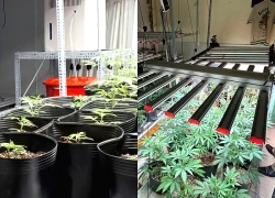 Vụ thuê nhà, lắp điều hòa trồng cần sa: Có người nước ngoài liên quan