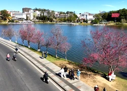 à Lạt mùa xuân - sắc hồng vẫy gọi