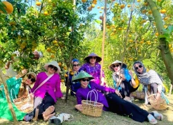 Đồng Tháp: Khám phá vương quốc quýt hồng Lai Vung rực sắc vàng cam dịp đầu năm