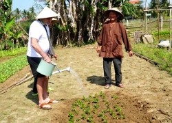 Du khách trải nghiệm làng rau '4 không' tại Đà Nẵng