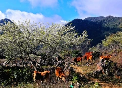 Mùa hoa mận Mộc Châu: Sắc trắng cao nguyên níu tim người