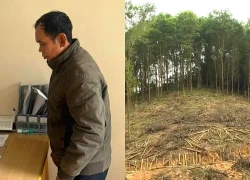 Người đàn ông bị khởi tố vì chặt phá rừng lấy đất trồng keo, gieo lúa