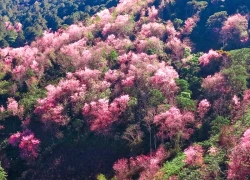 Loạt chương trình hấp dẫn tại Lễ hội Mai anh đào Đà Lạt