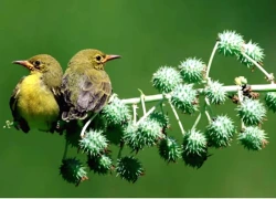 Ngày sinh Âm lịch của người không ngừng nỗ lực, giàu có chỉ là vấn đề thời gian