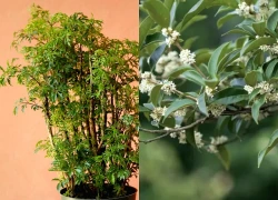 3 loại cây nên trồng trước cửa nhà dịp năm mới: "Hút" vận may, dùng làm thuốc