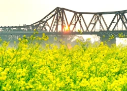 Hà Nội: Trải nghiệm săn bình minh tại bến hoa Phúc Xá rực rỡ dưới chân cầu Long Biên