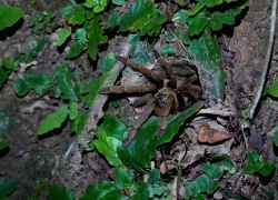 Khám phá động vật hoang dã về đêm: trải nghiệm độc đáo tại Phong Nha - Kẻ Bàng