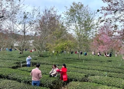 Lâm Đồng: Kiến tạo sắc xuân Mai anh đào trên đồi chè Cầu Đất trăm tuổi