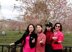 Mai anh đào khoe sắc trên đồi chè Cầu Đất