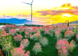 Mai anh đào nhuộm hồng Đồi chè Cầu Đất Đà Lạt, du khách nườm nượp check-in đầu xuân