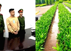 Rao bán cây cau giống ảo trên mạng, chiếm đoạt hàng trăm triệu đồng