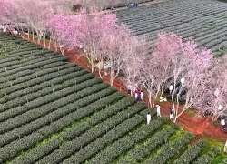 Trải nghiệm cưỡi ngựa ngắm hoa Mai Anh Đào giữa đồi trà tại Đà Lạt