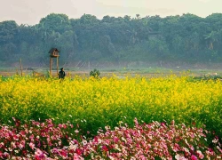 Vườn hoa cánh bướm rực rỡ dưới chân cầu Long Biên