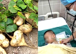 Ăn quả của cây củ đậu, 3 người trong một gia đình ngộ độc nặng