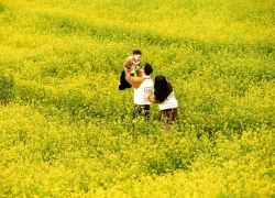 Cải vàng khoe sắc trên cao nguyên Mộc Châu khiến du khách đứng ngồi không yên