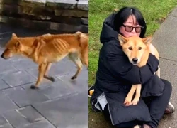 Chó cưng sống sót sau gần 2 tháng lạc trên núi