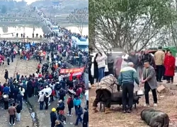 Cô gái nhờ CĐM "ai rảnh tới giúp mổ heo ăn Tết", hơn 4.000 người tới góp vui, địa phương tranh thủ "mở lễ hội du lịch"