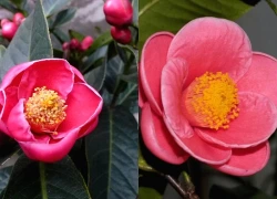 Loài hoa 'quý phi' mang tài lộc, may mắn vào nhà dịp Tết