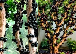 Loài nho lạ được ví như 'báu vật' xanh cho sân vườn biệt thự
