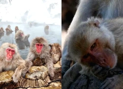 Phát hiện bất ngờ về lý do tình dục đồng giới xảy ra ở hàng chục loài linh trưởng