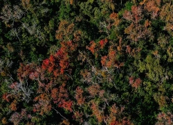 Rừng phong hương gần ngôi chùa cổ ở Hải Phòng hút khách check-in mùa thay lá