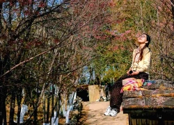 Sắc hồng hoa tớ dày phủ khắp bản làng Lào Cai