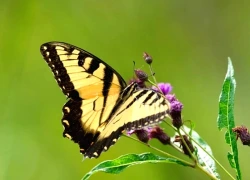 Số cuối ngày sinh Âm lịch hé lộ ai là người 'đổi đời' từ trung vận